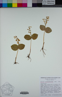 Listera convallarioides image