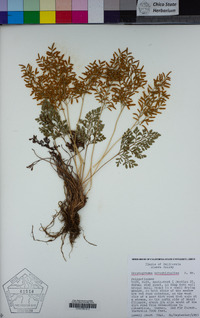 Cryptogramma acrostichoides image