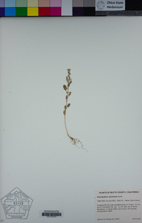 Chenopodium atrovirens image