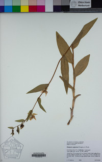 Epipactis gigantea image