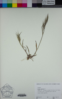 Bromus tectorum image