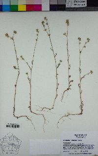 Cryptantha simulans image