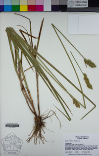 Carex fracta image