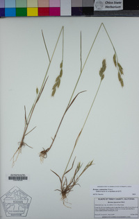 Bromus commutatus image