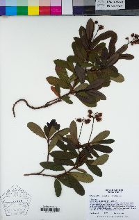 Chimaphila umbellata image