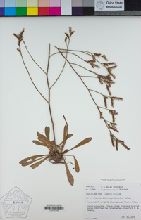 Limonium binervosum image