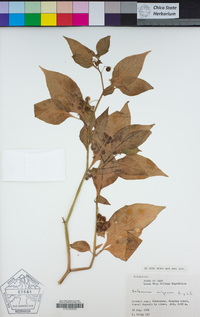 Solanum nigrum image