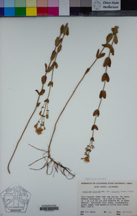 Hypericum scouleri image