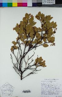 Arctostaphylos stanfordiana image