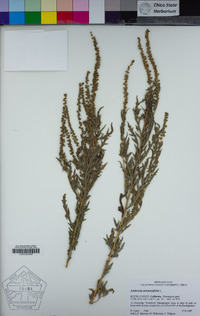 Ambrosia artemisiifolia image