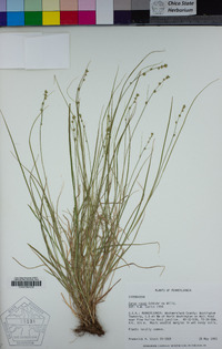 Carex rosea image