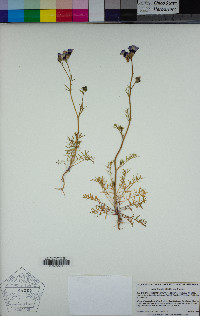 Gilia tricolor subsp. tricolor image