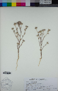 Eriastrum tracyi image