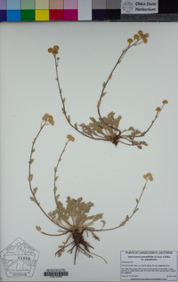 Sphaeromeria potentilloides image