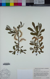 Salix jepsonii image