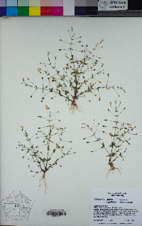 Lindernia dubia image