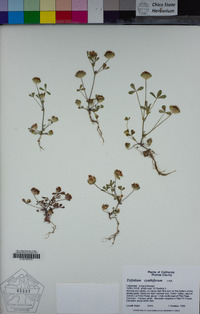 Trifolium cyathiferum image