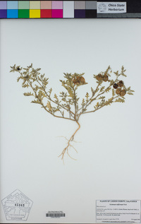 Solanum triflorum image