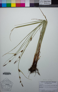 Carex pellita image