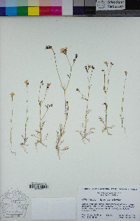 Gilia tricolor subsp. tricolor image