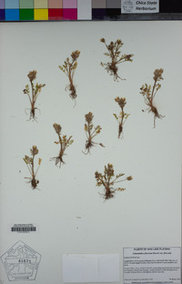 Limnanthes floccosa image