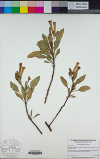 Nicotiana glauca image