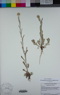 Pseudognaphalium luteoalbum image