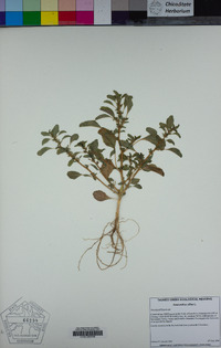 Amaranthus albus image