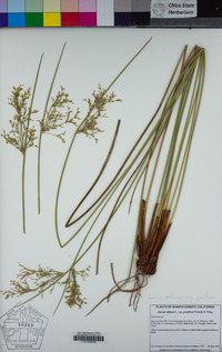 Juncus effusus subsp. pacificus image