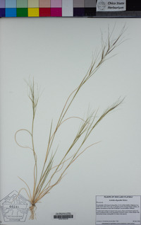 Aristida oligantha image