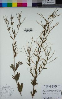 Epilobium ciliatum subsp. ciliatum image