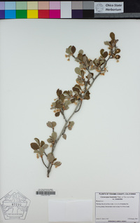 Cercocarpus betuloides var. betuloides image