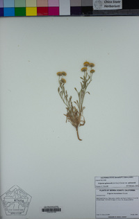 Erigeron aphanactis image