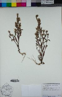 Phacelia stebbinsii image