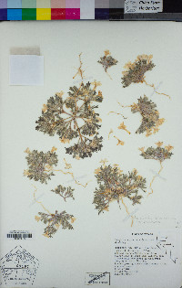 Langloisia setosissima image