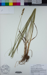 Carex densa image