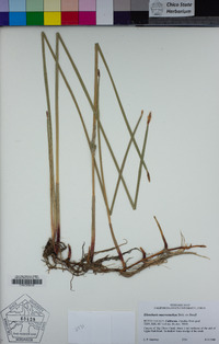 Eleocharis macrostachya image