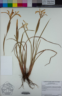 Iris tenuissima image
