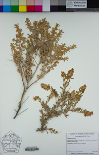 Grayia spinosa image