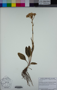 Senecio integerrimus var. exaltatus image