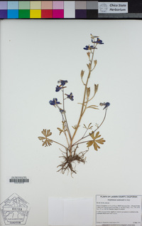 Delphinium andersonii image