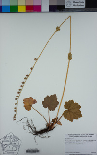 Tellima grandiflora image