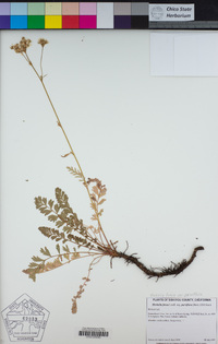 Horkelia fusca var. parviflora image
