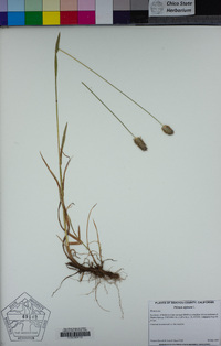 Phleum alpinum image