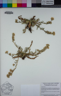 Pyrrocoma racemosa image