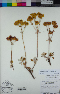 Eriogonum umbellatum var. furcosum image