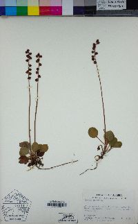 Pyrola minor image