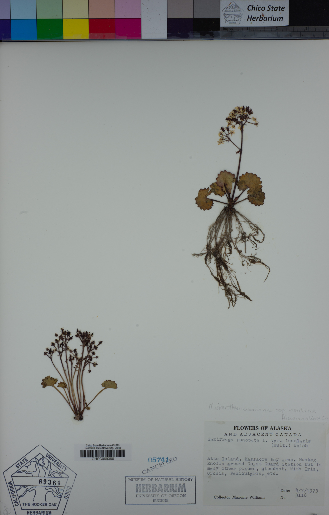 Micranthes nelsoniana var. insularis image