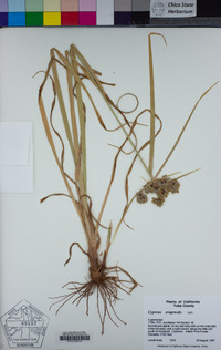 Cyperus eragrostis image