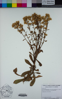 Solidago spathulata image